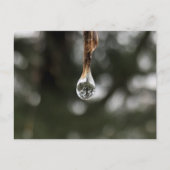 Baum in einer Wassertropfenkarte Postkarte (Vorderseite)