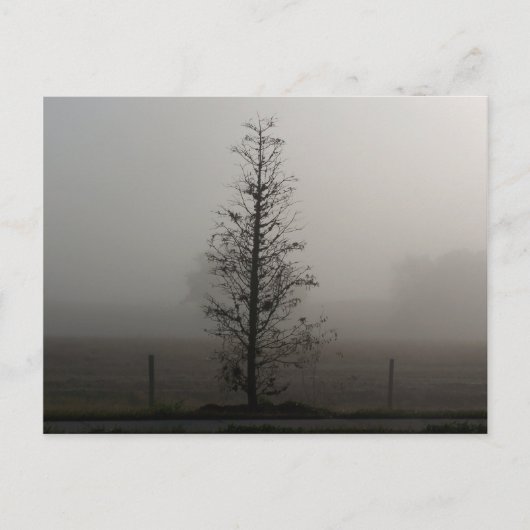 Baum in Fog 038 Postkarte (Vorderseite)