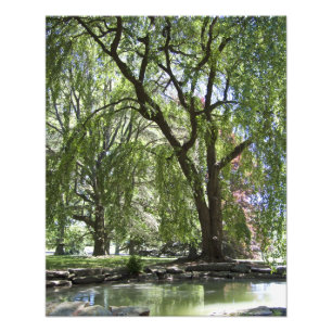 Baum in Frühling 20" x 16" Foto-Druck Fotodruck