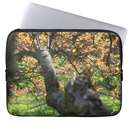 Baum in Herbstfotografie Laptopschutzhülle (Vorderseite)
