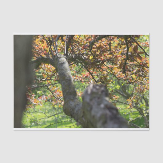 Baum in Herbstfotografie Seidenpapier (Vorderseite)