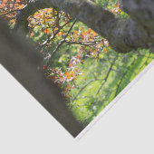 Baum in Herbstfotografie Seidenpapier (Ausschnitt)