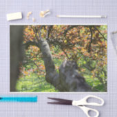 Baum in Herbstfotografie Seidenpapier (Handwerk)