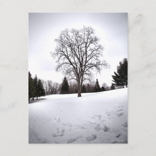 Baum in Landschaft Früher Frühlings Schnee Postkarte (Vorderseite)