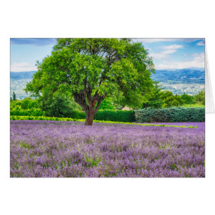 Baum in Lavender Field, Frankreich