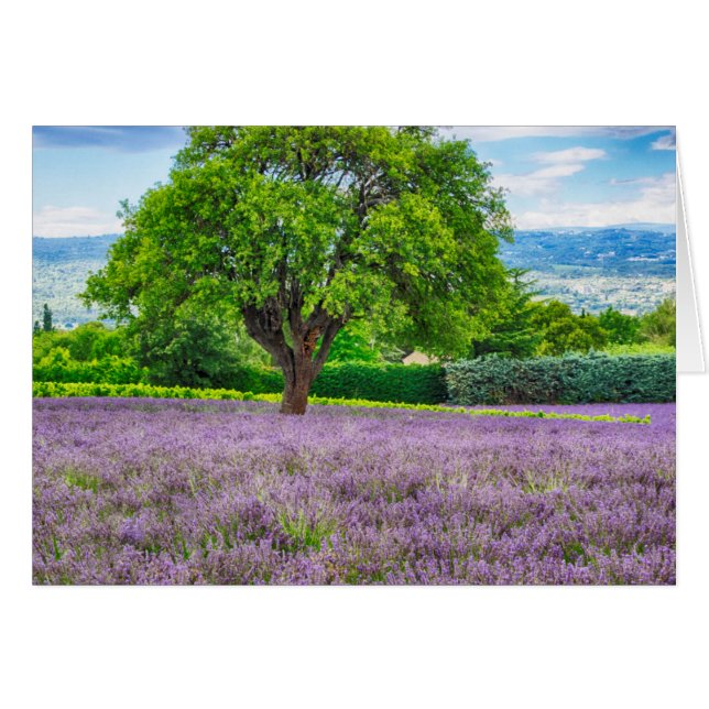 Baum in Lavender Field, Frankreich (Vorderseite (Horizontal))