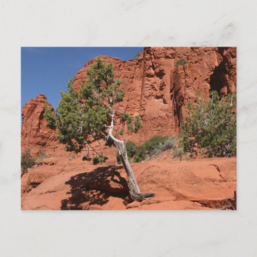 Baum in Sedona, Arizona Postkarte (Vorderseite)