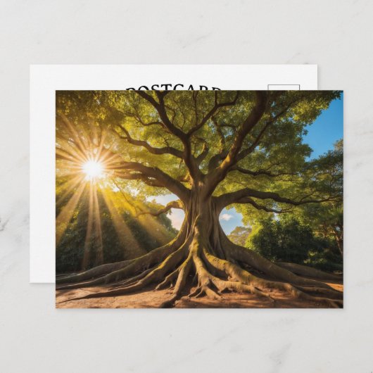 Baum in Sonnenstrahlen Postkarte (Vorne/Hinten)