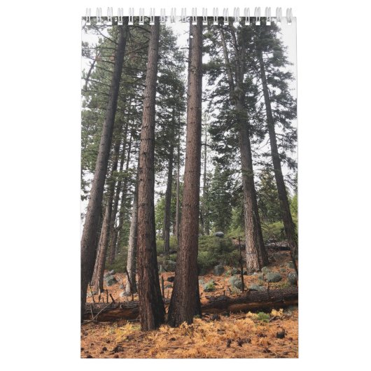 Baum Kalender (Titelbild)