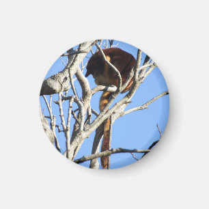 Baum-Känguru-Magnet Magnet