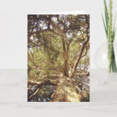 Baum Karte (Vorderseite)