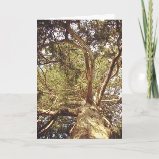 Baum Karte (Vorderseite)