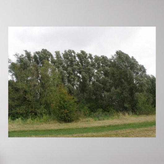 Baum Landschaftsdrucklinie Poster (Vorne)