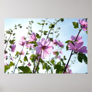 Baum-Malve blüht im Sommer Poster