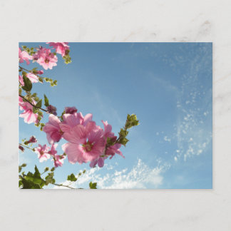 Baum-Malve blüht und Sommerhimmel Postkarte