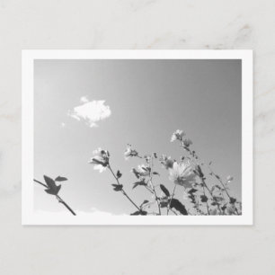 Baum-Malve in Blüte Postkarte