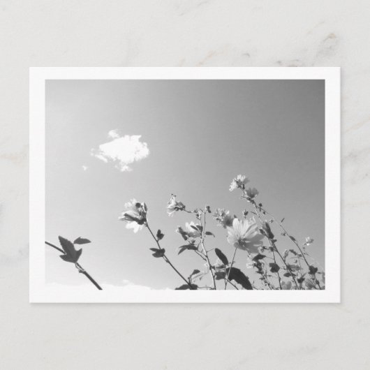 Baum-Malve in Blüte Postkarte (Vorderseite)