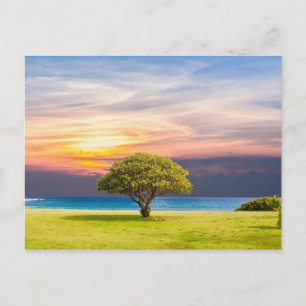 Baum, Meer und Gras. Postkarte