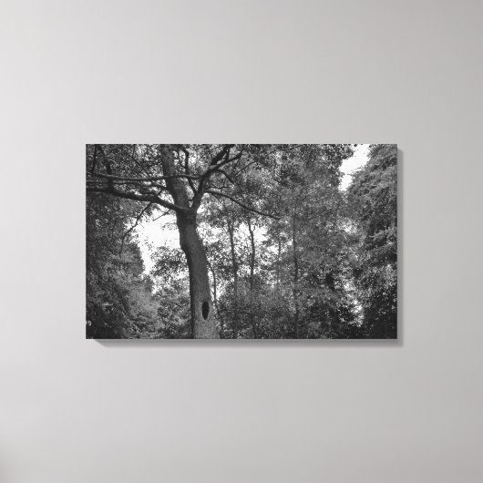 Baum mit einem geheimnisvollen Loch II Leinwanddruck (Vorderseite)