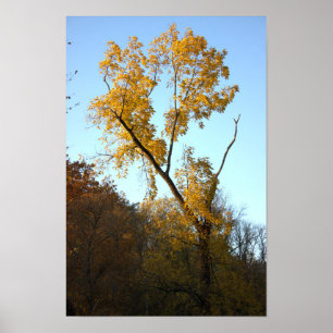 Baum mit Gelben Blätter Poster