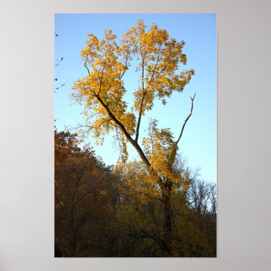 Baum mit Gelben Blätter Poster (Vorne)
