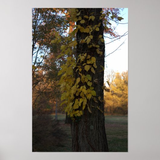 Baum mit Gelben Blätter Poster (Vorne)
