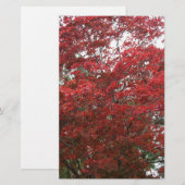 Baum mit rotem Herbst-Blätter Briefpapier (Vorne/Hinten)