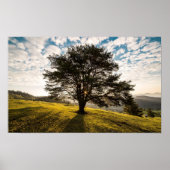 Baum, Morgengrauen. Schöne Landschaft Poster (Vorne)