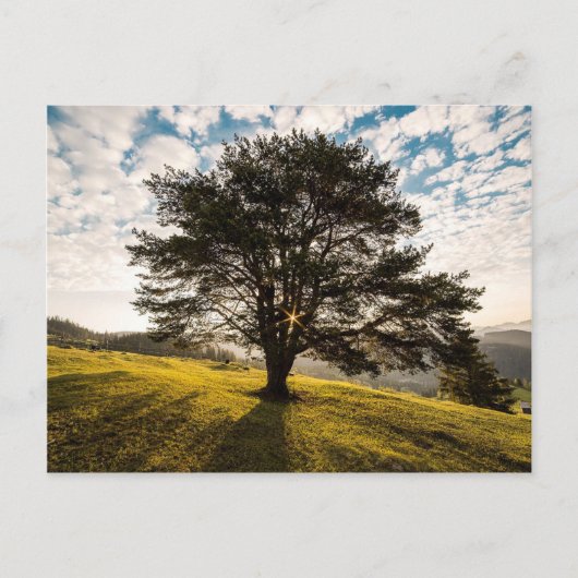 Baum, Morgengrauen. Schöne Landschaft Postkarte (Vorderseite)