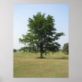 Baum Poster (Vorne)