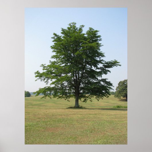Baum Poster (Vorne)