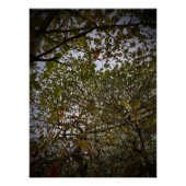 Baum Poster (Vorderseite)