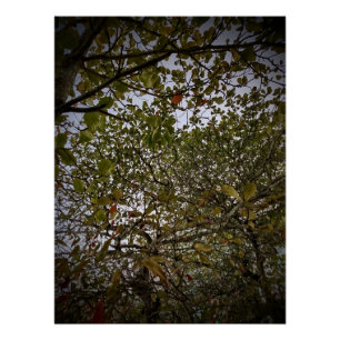 Baum Poster