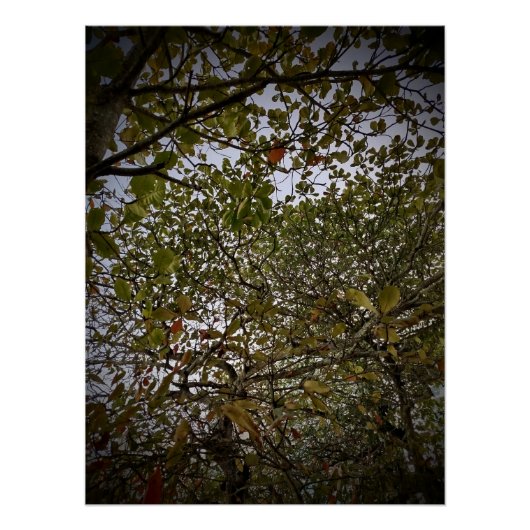 Baum Poster (Vorderseite)