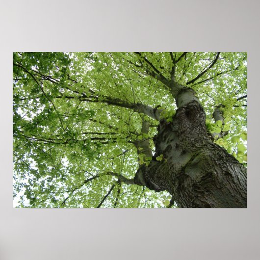 Baum Poster (Vorne)