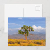 Baum Postkarte (Vorne/Hinten)