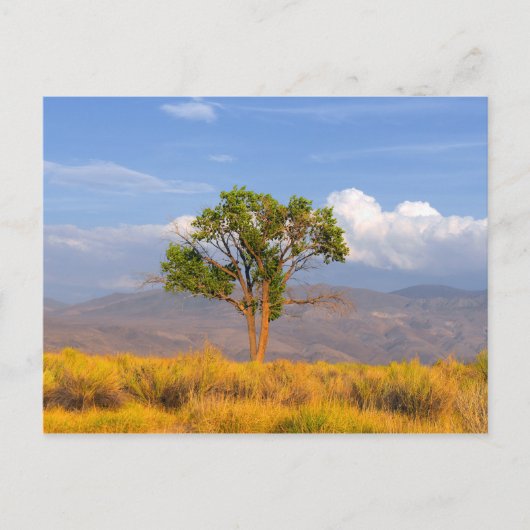 Baum Postkarte (Vorderseite)
