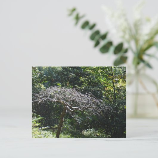 Baum Postkarte (Stehend Vorderseite)