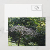 Baum Postkarte (Vorne/Hinten)