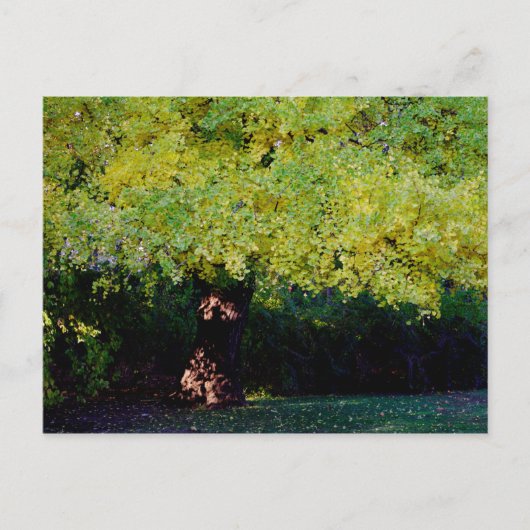 Baum Postkarte (Vorderseite)