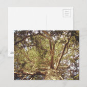 Baum Postkarte (Vorne/Hinten)