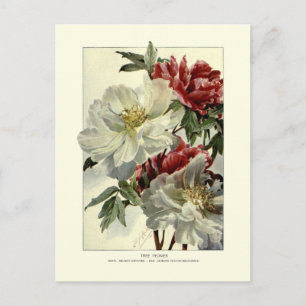 Baum Postkarte