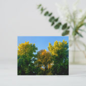 Baum Postkarte (Stehend Vorderseite)
