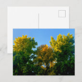 Baum Postkarte (Vorne/Hinten)