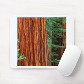 Baum-riesiger Mammutbaum Mariposa Waldung Yosemite Mousepad (Mit Mouse)
