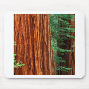 Baum-riesiger Mammutbaum Mariposa Waldung Yosemite Mousepad