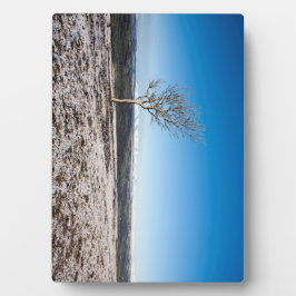 Baum Scout Scar Alter Mann von Coniston Hintergrun Fotoplatte