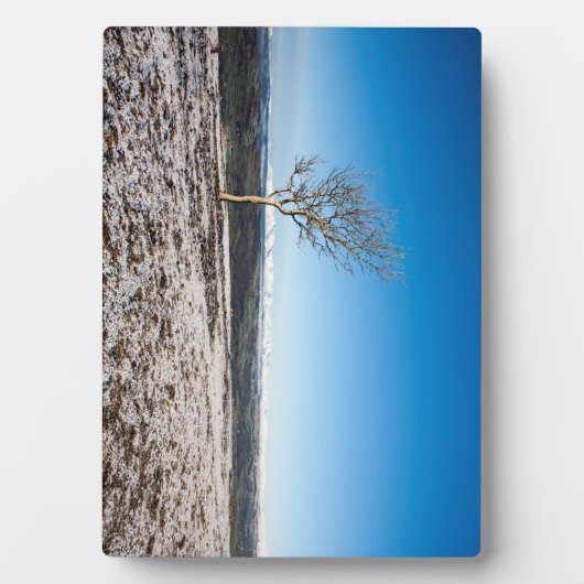 Baum Scout Scar Alter Mann von Coniston Hintergrun Fotoplatte (Vorderseite)