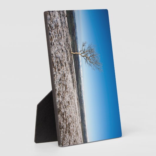 Baum Scout Scar Alter Mann von Coniston Hintergrun Fotoplatte (Seite)