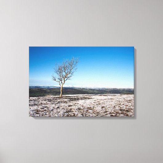 Baum Scout Scar Alter Mann von Coniston Hintergrun Leinwanddruck (Vorderseite)